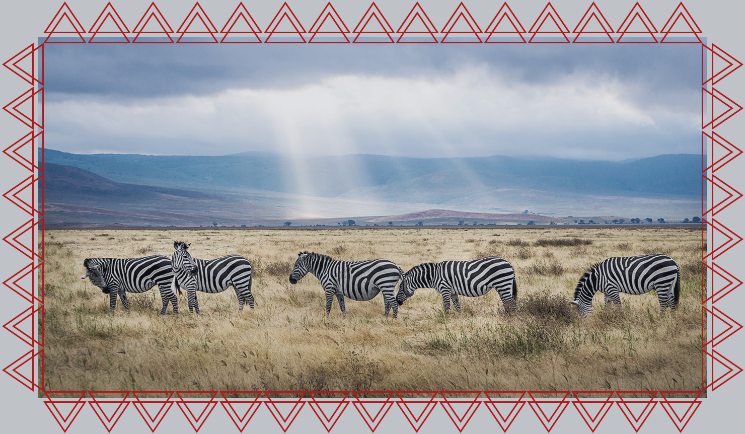 IACFS Schamanismus - Zebras in Steppe Afrikas