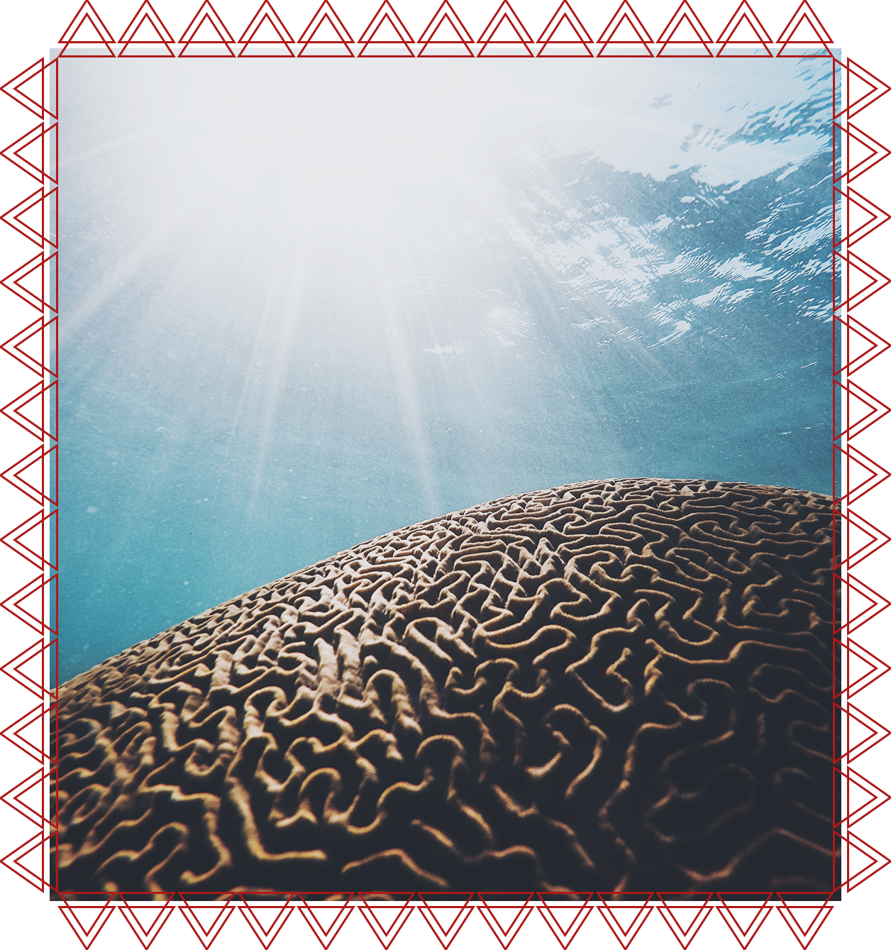 IACFS Schamanisches Wissen - Der Erleuchtung auf der Spur - Koralle die an menschliches Gehirn erinnert und Sonnenschein
