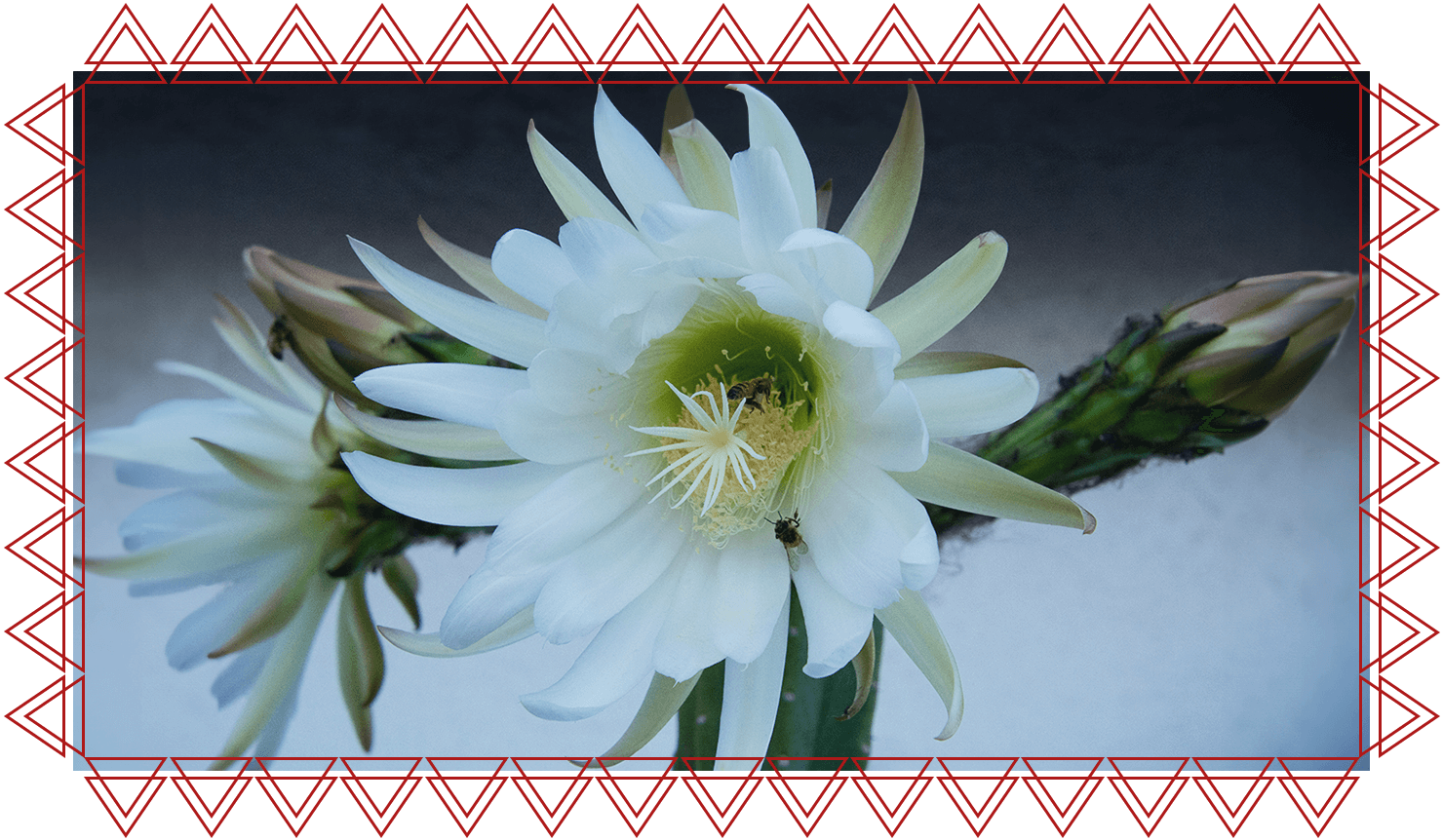 IACFS Schamanisches Wissen - Der psychedelische Schamanismus - San Pedro Kaktus Blume